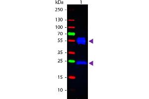 Western blot of Fluorescein conjugated Rabbit Anti-Mouse IgG secondary antibody. (Kaninchen anti-Maus IgG (Heavy & Light Chain) Antikörper (FITC) - Preadsorbed)