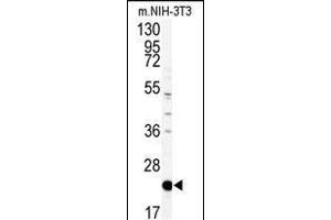 Western blot analysis of anti-PBP Antibody (Center) (ABIN392675 and ABIN2842168) in mouse NIH-3T3 tissue lysates (35 μg/lane). (PEBP1 Antikörper  (AA 137-167))