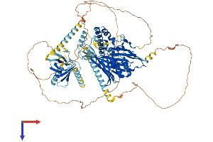 OSBPL5 Protein (AA 1-879) (His tag)