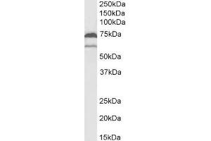 ABIN184671 (2µg/ml) staining of U937 lysate (35µg protein in RIPA buffer). (PTGS1 Antikörper  (C-Term))