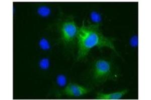 Immunofluorescence of COS cells 293T transfected with pHATMPRSS3. (TMPRSS3 Antikörper)