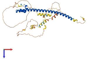 MAF Protein (AA 1-370) (His tag)