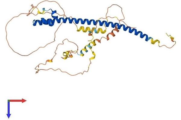 MAF Protein (AA 1-370) (His tag)