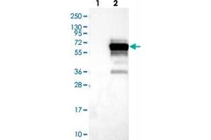 Western blot analysis of Lane 1: Negative control (vector only transfected HEK293T lysate), Lane 2: Over-expression Lysate (Co-expressed with a C-terminal myc-DDK tag (~3. (SH3BP5L Antikörper)
