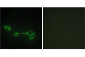 Immunofluorescence analysis of NIH-3T3 cells, using FUK Antibody. (FUK Antikörper  (AA 11-60))