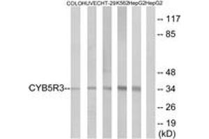 Western blot analysis of extracts from HepG2/COLO/HuvEc/HT-29/K562 cells, using CYB5R3 Antibody. (CYB5R3 Antikörper  (AA 137-186))