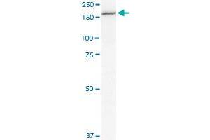 MPO monoclonal antibody (M01), clone 3E11. (Myeloperoxidase Antikörper  (AA 646-745))