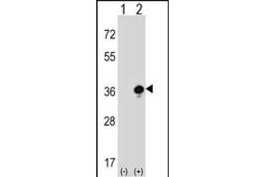 Western blot analysis of GZMB (arrow) using rabbit polyclonal GZMB Antibody (C-term) (ABIN390496 and ABIN2840855). (GZMB Antikörper  (C-Term))