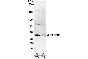 Western Blotting (WB) image for anti-Exosome Component 2 (EXOSC2) (AA 243-293) antibody (ABIN7449729) (EXOSC2 Antikörper  (AA 243-293))