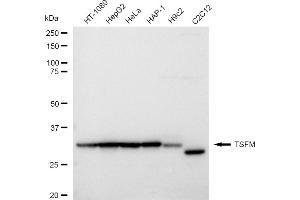 Western blotting analysis using TSFM antibody (ABIN7800656). (Rekombinanter TSFM Antikörper)