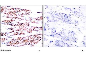 Image no. 1 for anti-Jun B Proto-Oncogene (JUNB) (pSer79) antibody (ABIN196656) (JunB Antikörper  (pSer79))