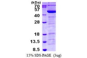 Image no. 1 for Tropomodulin 3 (TMOD3) protein (His tag) (ABIN6387001) (TMOD3 Protein (His tag))