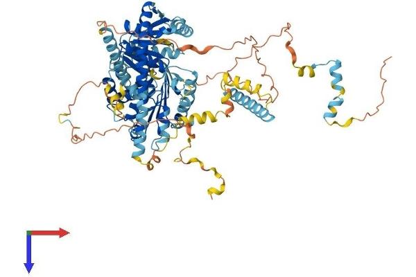 DDX27 Protein (AA 1-760) (His tag)