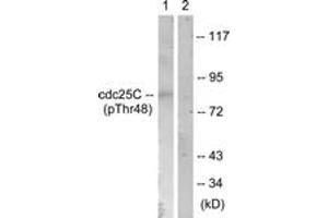 Western blot analysis of extracts from RAW264. (CDC25C Antikörper  (pThr48))