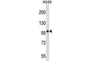 CCDC141 Antibody (N-term) western blot analysis in A549 cell line lysates (35µg/lane).
