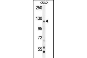 PCDHGA8 Antibody (C-term) (ABIN655955 and ABIN2845341) western blot analysis in K562 cell line lysates (35 μg/lane). (PCDHGA8 Antikörper  (C-Term))