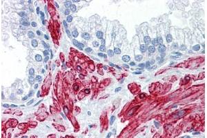 Anti-SLMAP antibody IHC staining of human prostate.