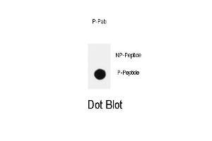 Dot blot analysis of anti-PIK3CD-p Pab (ABIN389877 and ABIN2839731) on nitrocellulose membrane.