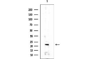 anti-ADP-Ribosylation Factor-Like 3 (ARL3) (C-Term) antibody