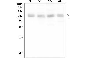 Western blot analysis of BMI1 using anti-BMI1 antibody (ABIN3043799). (BMI1 Antikörper  (Middle Region))