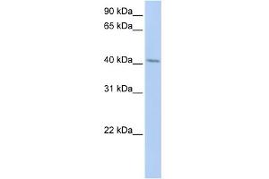 WB Suggested Anti-ERLIN1 Antibody Titration:  0. (ERLIN1 Antikörper  (N-Term))