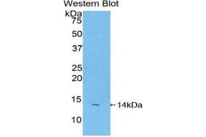 Western Blotting (WB) image for anti-Family with Sequence Similarity 19 (Chemokine (C-C Motif)-Like), Member A2 (FAM19A2) (AA 31-119) antibody (ABIN1858793) (FAM19A2 Antikörper  (AA 31-119))