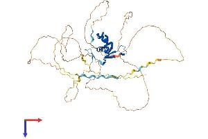 FOXG1 Protein (AA 1-481) (His tag)