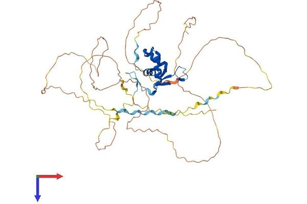 FOXG1 Protein (AA 1-481) (His tag)