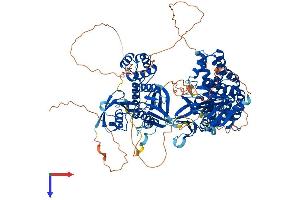 FARP1 Protein (AA 1-1048) (His tag)