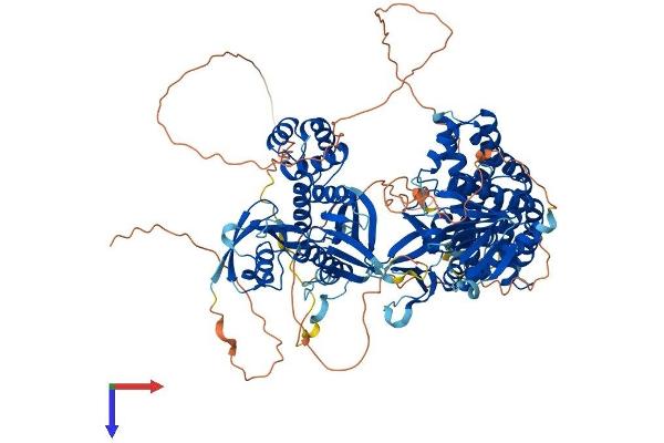 FARP1 Protein (AA 1-1048) (His tag)