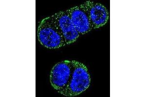 Immunofluorescence (IF) image for anti-Folate Hydrolase (Prostate-Specific Membrane Antigen) 1 (FOLH1) antibody (ABIN2997484) (PSMA Antikörper)