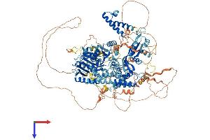 RECQL4 Protein (AA 1-1208) (His tag)