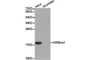Western blot analysis of extracts of HeLa cell line and H3 protein expressed in E. (Histone 3 Antikörper  (H3R8me))