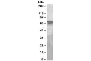 Western blot testing of human liver lysate with PEPCK2 antibody at 2ug/ml. (PEPCK Antikörper)