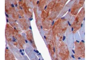 Immunohistochemistry (IHC) image for anti-FK506 Binding Protein 3, 25kDa (FKBP3) (AA 2-224) antibody (ABIN1078043)