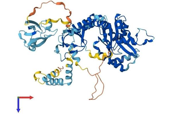 MPP2 Protein (AA 1-552) (His tag)
