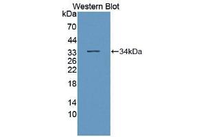 Western blot analysis of recombinant Mouse PTPRO. (PTPRO Antikörper  (AA 948-1205))