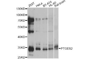 Western blot analysis of extracts of various cell lines, using PTGES2 antibody. (PTGES2 Antikörper)
