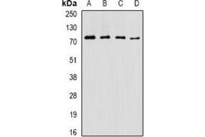 Western blot analysis of ASMTL expression in SW620 (A), NIH3T3 (B), mouse pancreas (C), mouse testis (D) whole cell lysates.