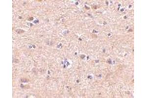 Immunohistochemistry of VGF in human brain with this product at 5 μg/ml.