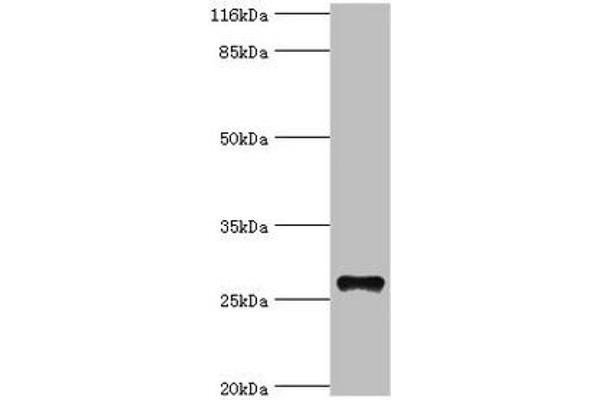 Tetraspanin 6 Antikörper  (AA 115-208)