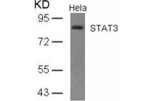 Image no. 2 for anti-Signal Transducer and Activator of Transcription 3 (Acute-Phase Response Factor) (STAT3) (AA 725-729) antibody (ABIN197176) (STAT3 Antikörper  (AA 725-729))