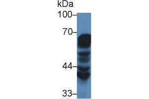 Western Blot; Sample: Human MCF7 cell lysate; Primary Ab: 2µg/mL Rabbit Anti-Mouse HSPD1 Antibody Second Ab: 0. (HSPD1 Antikörper  (AA 28-573))