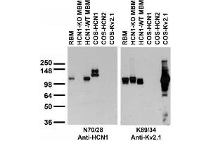 Adult rat and mouse brain membrane (RBM and MBM, respectively) and transfected cell immunoblot: extracts of RBM, HCN1-KO and -WT MBM and COS-1 cells transfected with GFP-HCN1, GFP-HCN2 or Kv2.