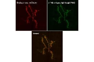Immunofluorescence (IF) image for Chicken anti-Goat IgG antibody (DyLight 488) (ABIN7273064) (Huhn anti-Ziege IgG Antikörper (DyLight 488))