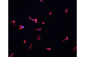 ABIN6268886 staining HeLa cells by IF/ICC. (Connexin 43/GJA1 Antikörper  (C-Term))