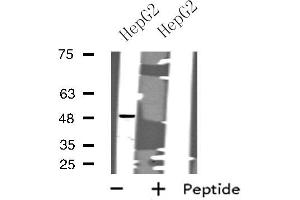 Western blot analysis of extracts from HepG2 cells, using CHRM1 antibody.