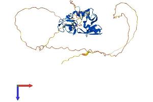 RNF146 Protein (AA 1-359) (His tag)