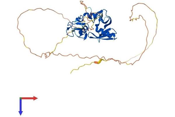 RNF146 Protein (AA 1-359) (His tag)