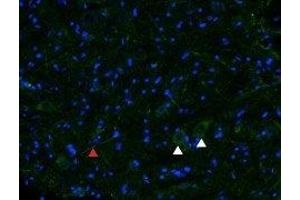 Immunohistochemistry (IHC) image for anti-Opioid Receptor, mu 1 (OPRM1) (AA 22-38), (Extracellular), (N-Term) antibody (ABIN7043403)
